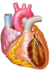 Cross section of a damaged heart